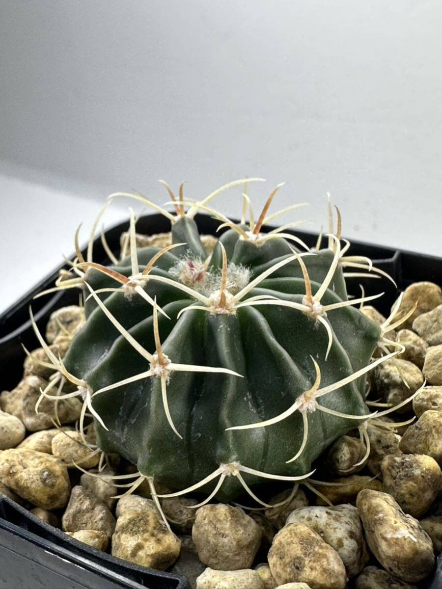 Homalocephala 'Echinocactus' texensis エキノカクタス テキセンシス 綾波 SB385 FN Guthrie Tx, wide flat stem 実生選抜株_画像6