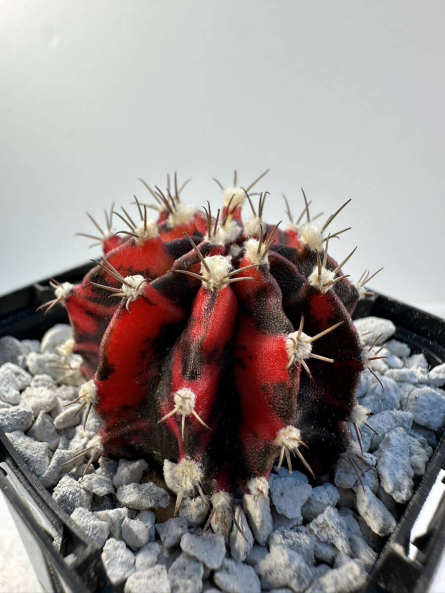 ギムノカリキウム ミハノビッチ Gymnocalycium mihanovichii v.friedrichi 実生選抜株 希少 新改良種 抜き苗は送料込 サボテン 斑入りの画像5