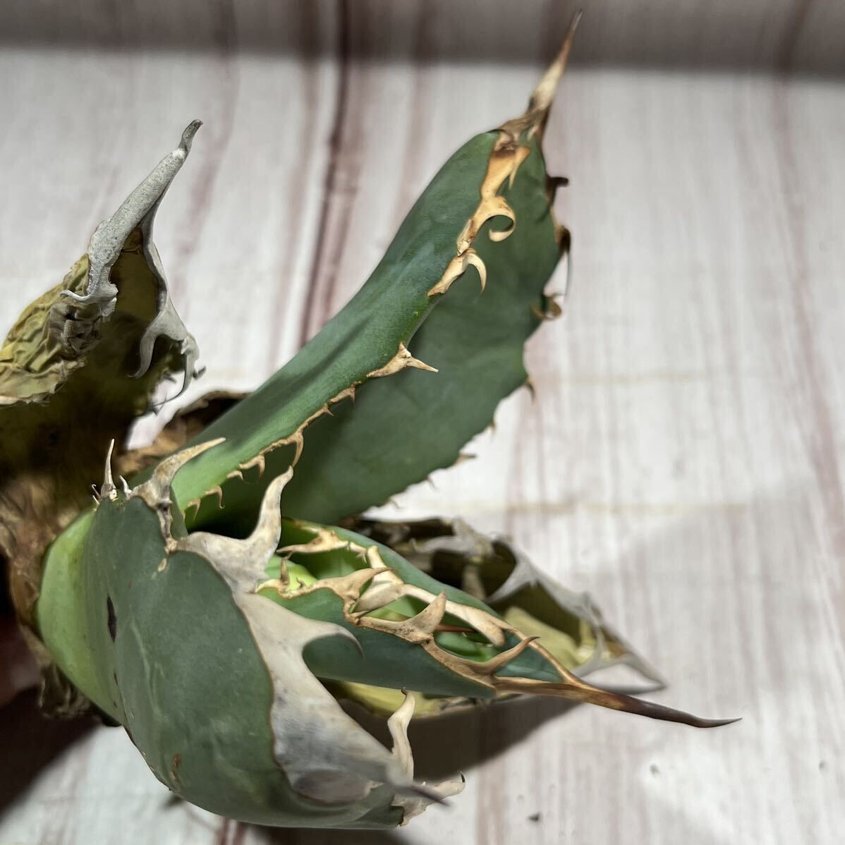 1 アガベ オアハカ オテロイ Agave Oaxaca oteroi 現地株 鋸歯 強禾 ワイルド（検 チタノタ エボリスピナ 白鯨 FO パリーの画像3