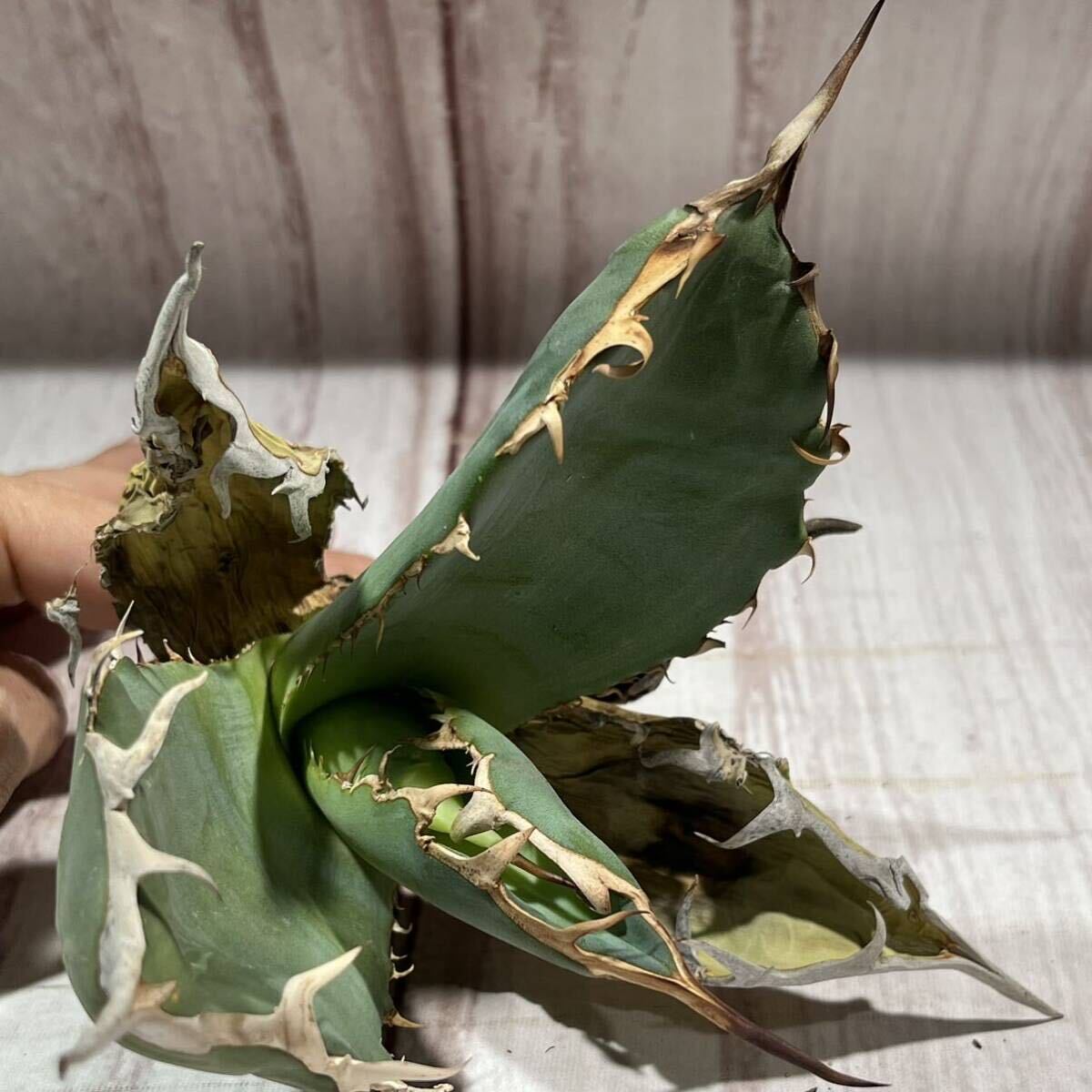 1 アガベ オアハカ オテロイ Agave Oaxaca oteroi 現地株 鋸歯 強禾 ワイルド（検 チタノタ エボリスピナ 白鯨 FO パリーの画像4