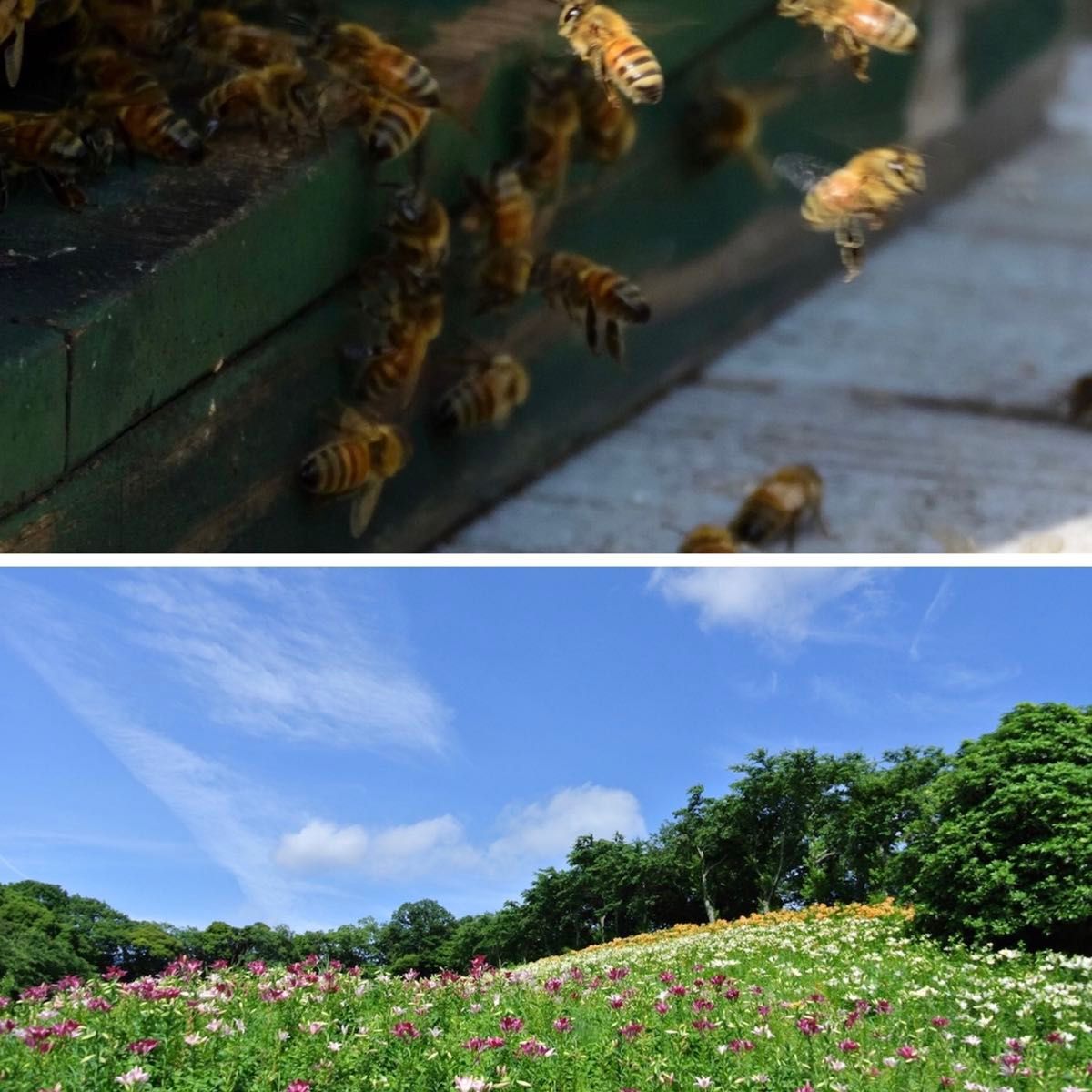 割引＆プレゼント◇国産 はちみつ◇北海道 百花蜜◇900g 生蜂蜜/国産蜂蜜