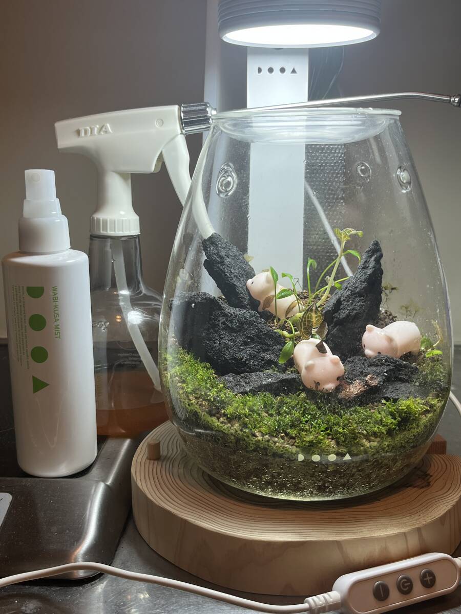 ADA aqua design amano moss terrarium 