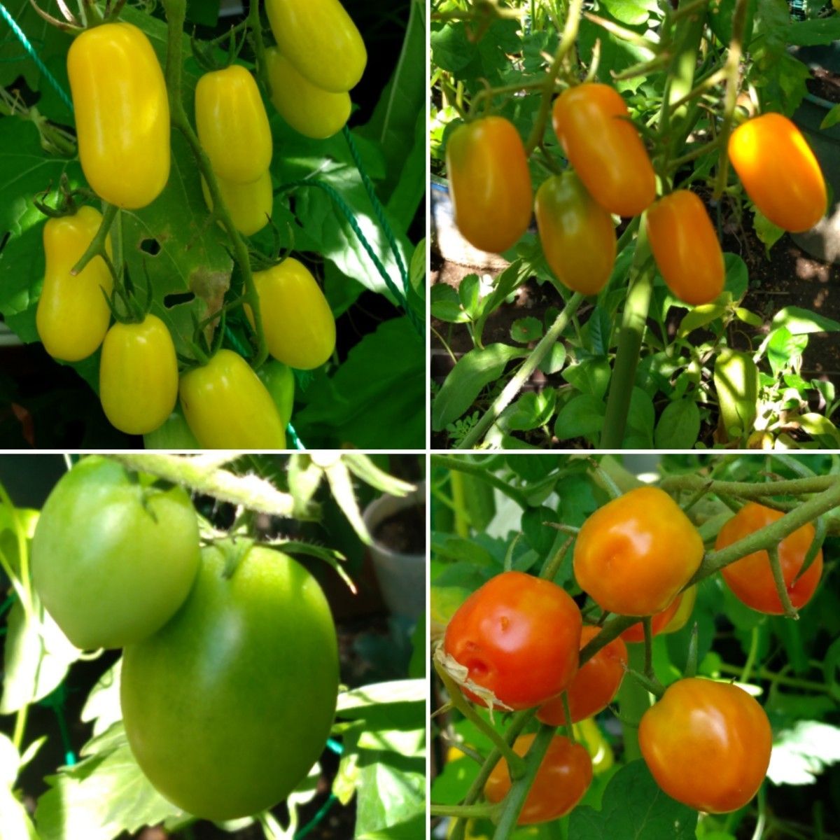 カラフルミニトマト、夏野菜の種