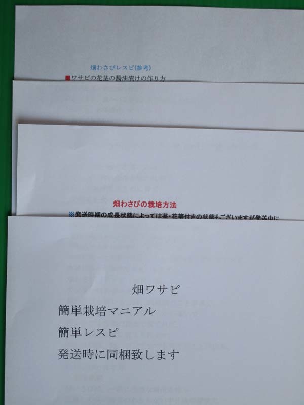 ♪山採り畑わさび苗5本　数少ない(日本原産のハーブです)　お庭や鉢に栽培♪_画像5