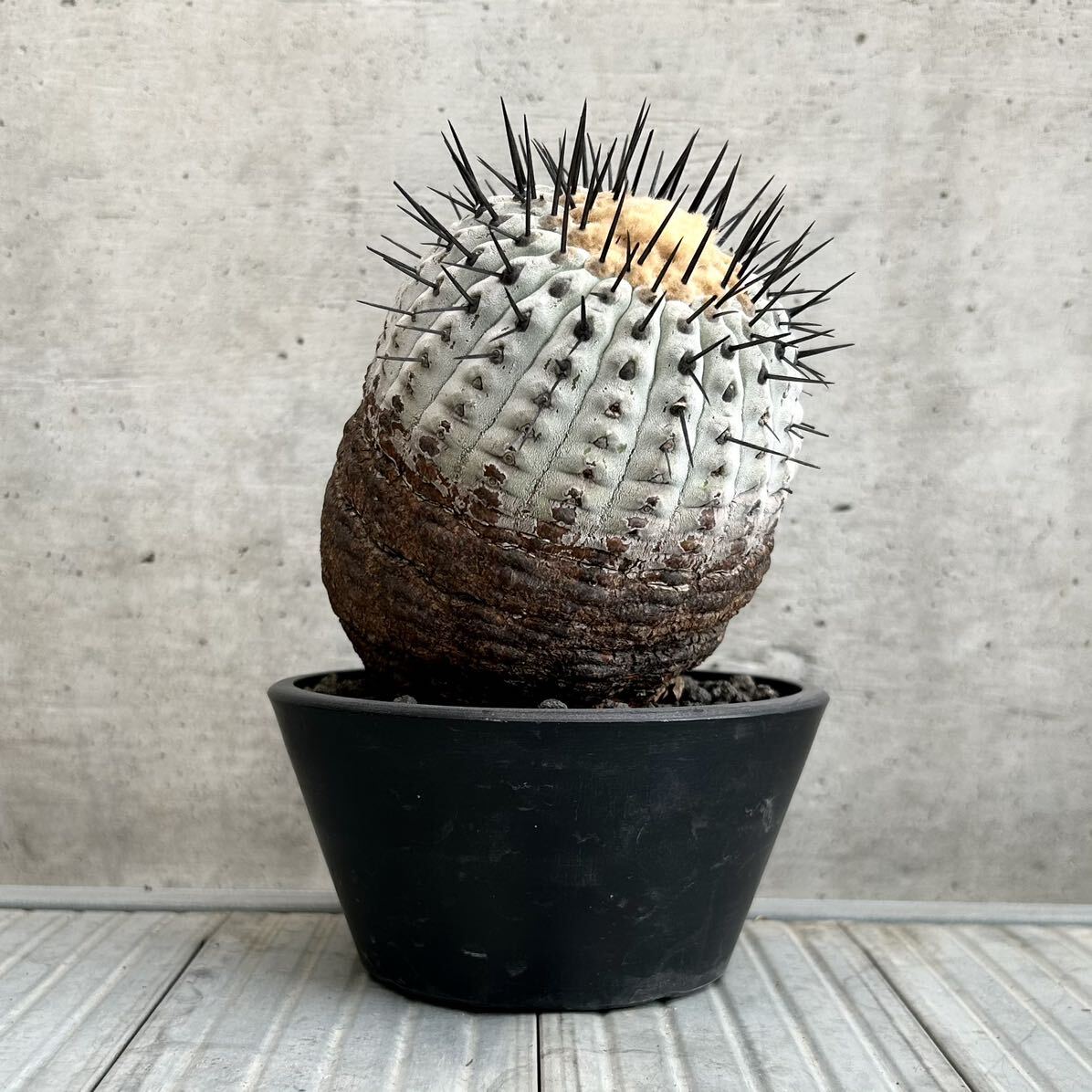 コピアポア シネレア copiapoa cinerea / 黒王丸 / 現地球 山木 子株付 自根 強刺 超太刺 ワイルド株 グレー肌 / サボテン 多肉 塊根植物の画像2