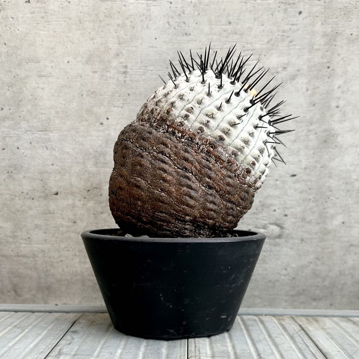 コピアポア シネレア copiapoa cinerea / 黒王丸 / 現地球 山木 子株付 自根 強刺 超太刺 ワイルド株 グレー肌 / サボテン 多肉 塊根植物の画像7