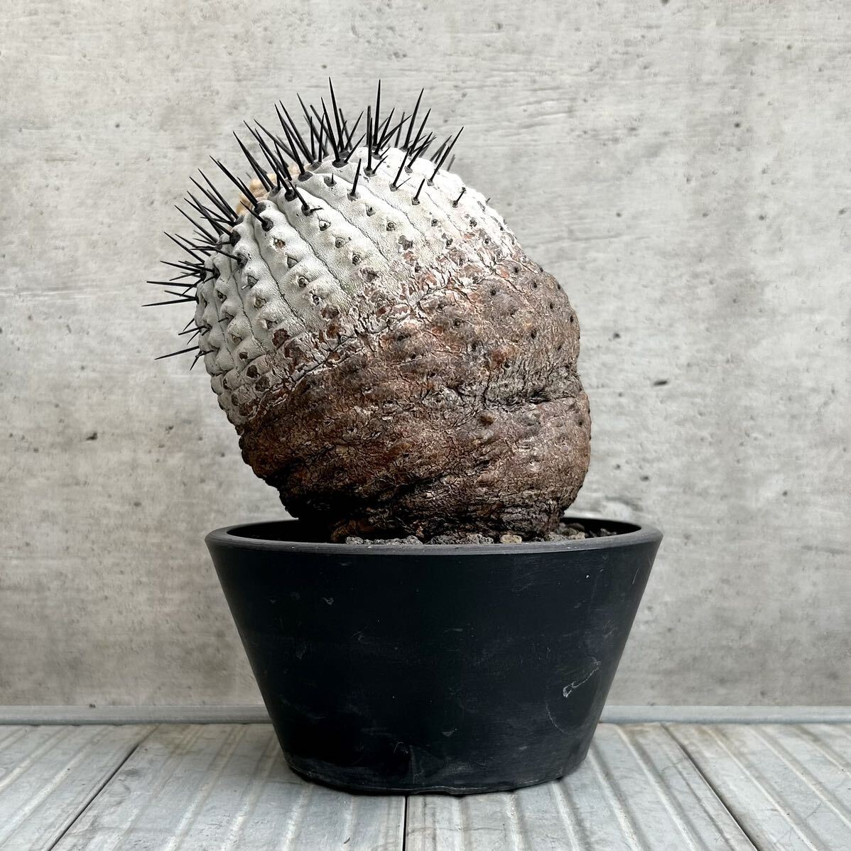 コピアポア シネレア copiapoa cinerea / 黒王丸 / 現地球 山木 子株付 自根 強刺 超太刺 ワイルド株 グレー肌 / サボテン 多肉 塊根植物の画像5