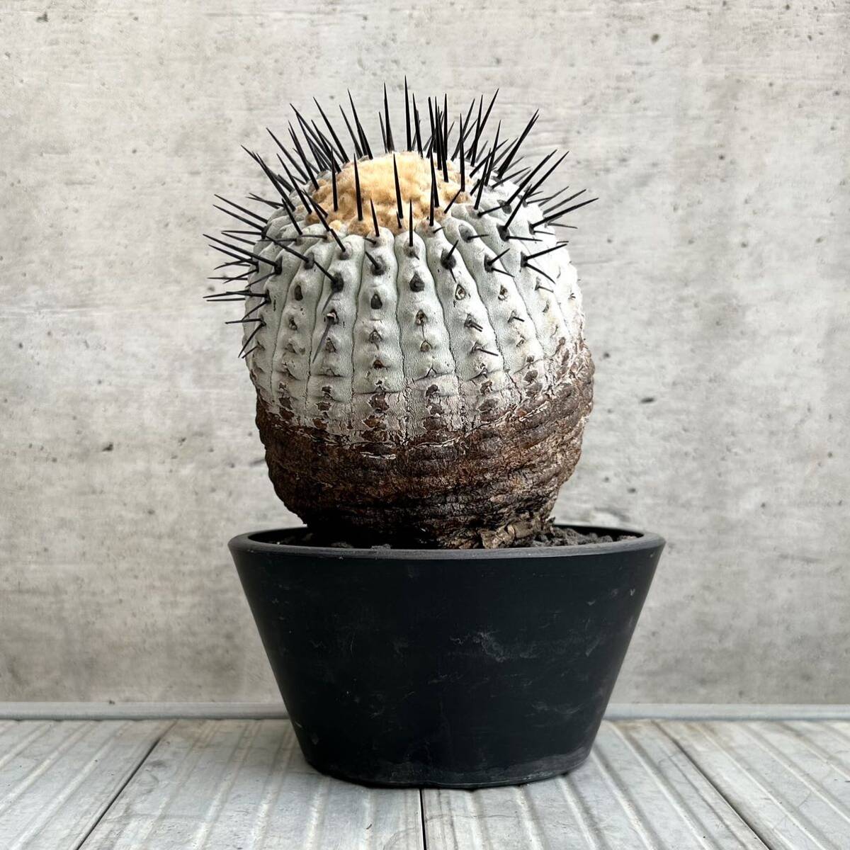 コピアポア シネレア copiapoa cinerea / 黒王丸 / 現地球 山木 子株付 自根 強刺 超太刺 ワイルド株 グレー肌 / サボテン 多肉 塊根植物の画像4