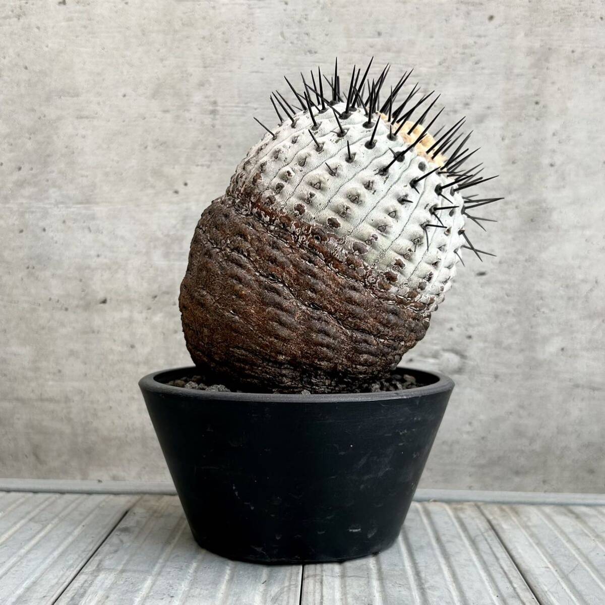 コピアポア シネレア copiapoa cinerea / 黒王丸 / 現地球 山木 子株付 自根 強刺 超太刺 ワイルド株 グレー肌 / サボテン 多肉 塊根植物の画像1