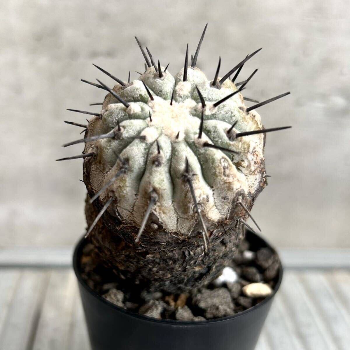 コピアポア シネレア copiapoa cinerea / 黒王丸 / 現地球 山木 子株付 自根 強刺 超太刺 ワイルド株 グレー肌 / サボテン 多肉 塊根植物　_画像8