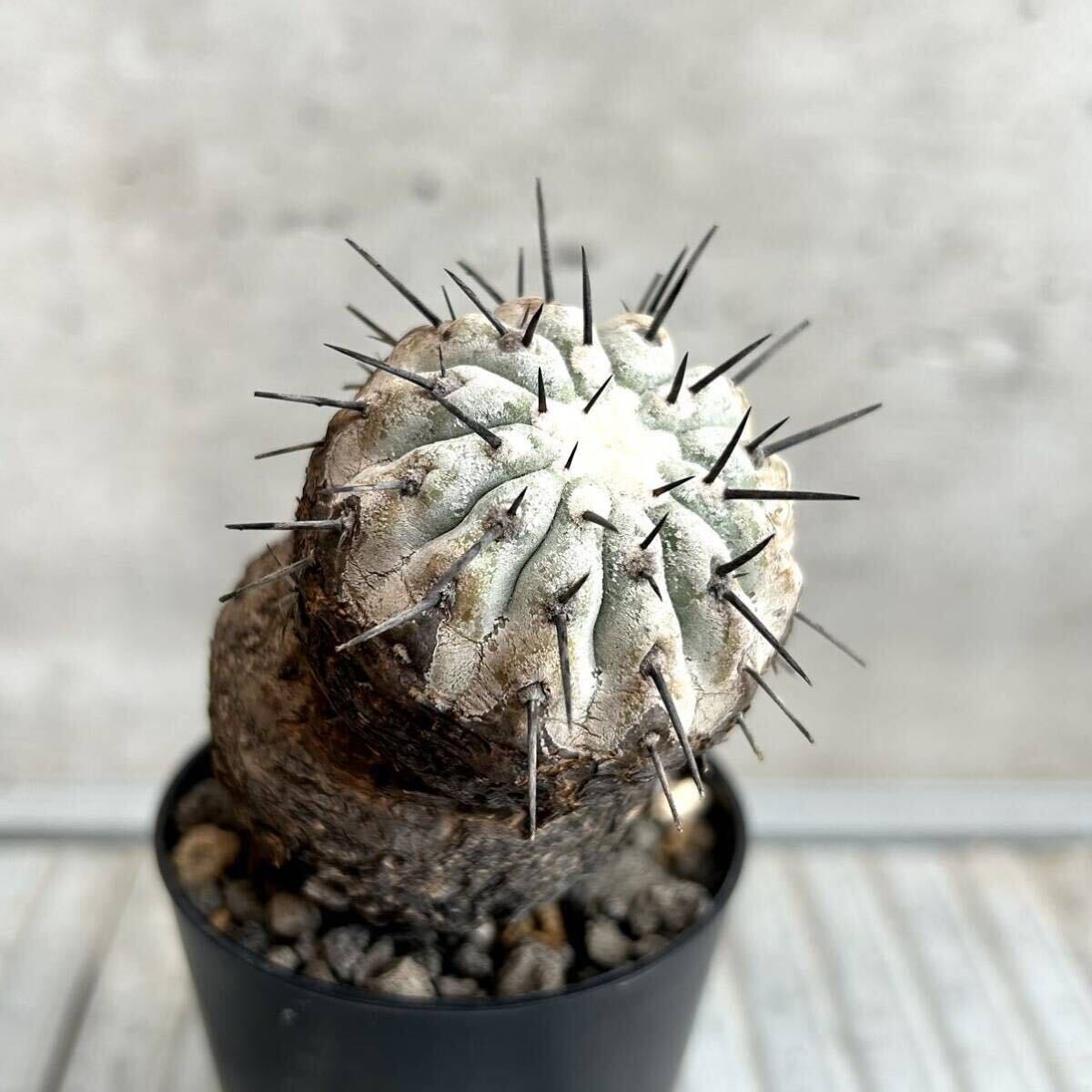 コピアポア シネレア copiapoa cinerea / 黒王丸 / 現地球 山木 子株付 自根 強刺 超太刺 ワイルド株 グレー肌 / サボテン 多肉 塊根植物　_画像7