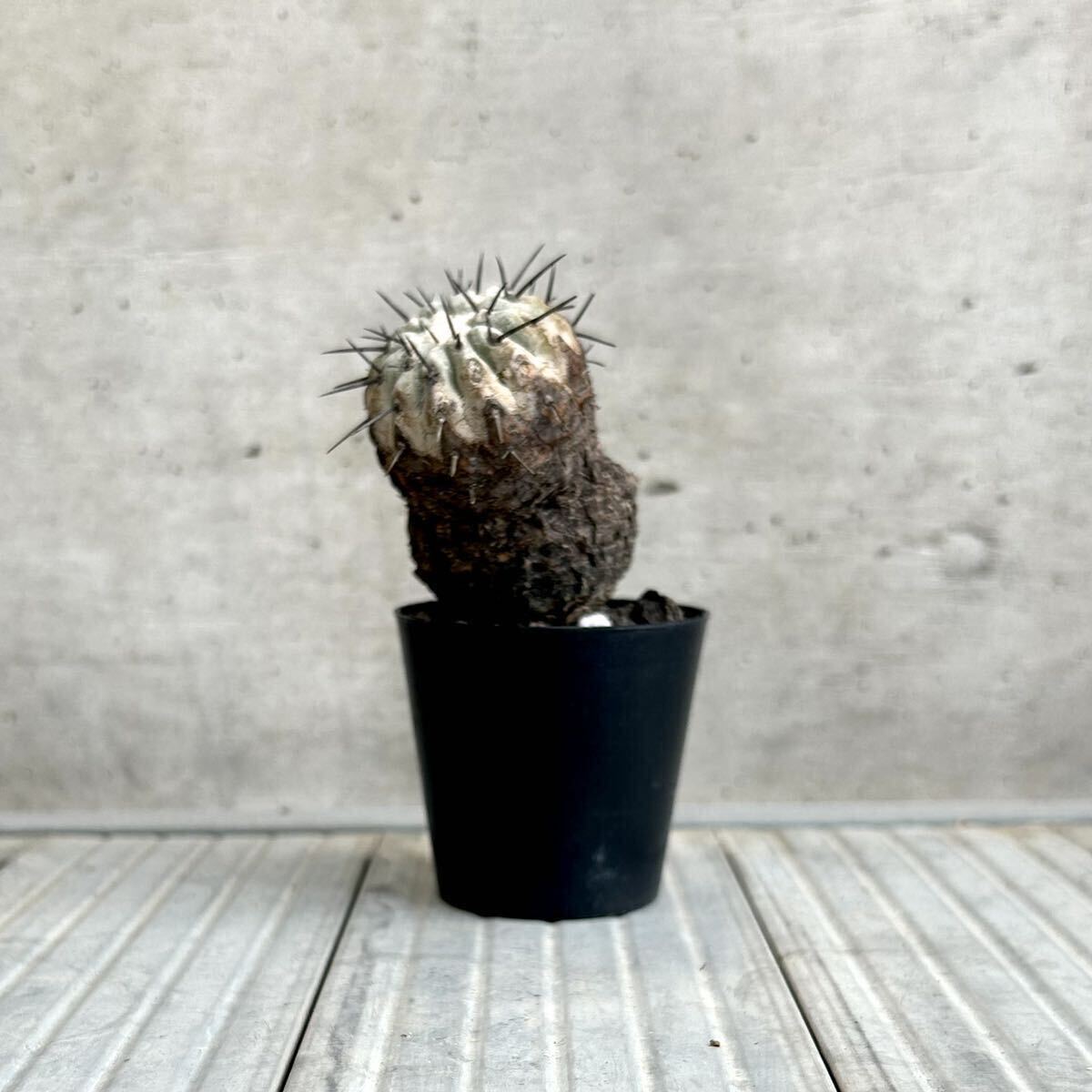 コピアポア シネレア copiapoa cinerea / 黒王丸 / 現地球 山木 子株付 自根 強刺 超太刺 ワイルド株 グレー肌 / サボテン 多肉 塊根植物　_画像3