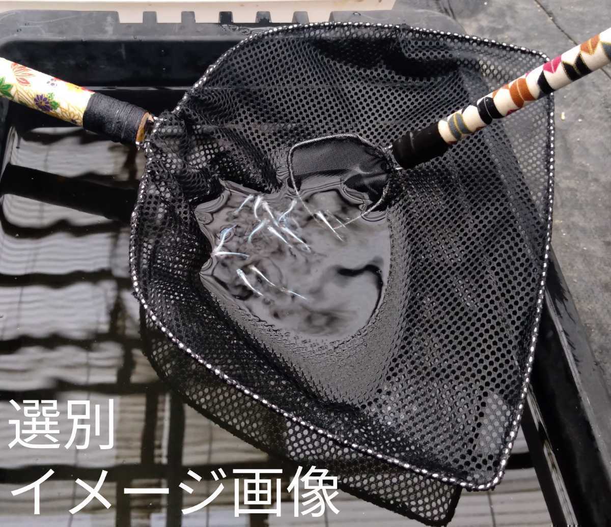 ☆メダカ オリジナル 選別網 2本セット 特大＆小 NV13BOX めだか網 大網 タモ網 メダカ網 稚魚 網 金魚 網 ミジンコ 白網☆の画像6