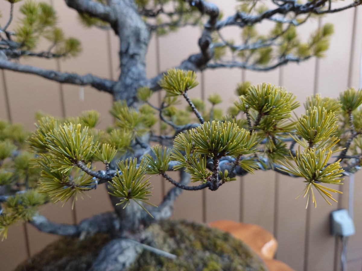 * pickup limitation * bonsai .... leaf pine height of tree 93cm