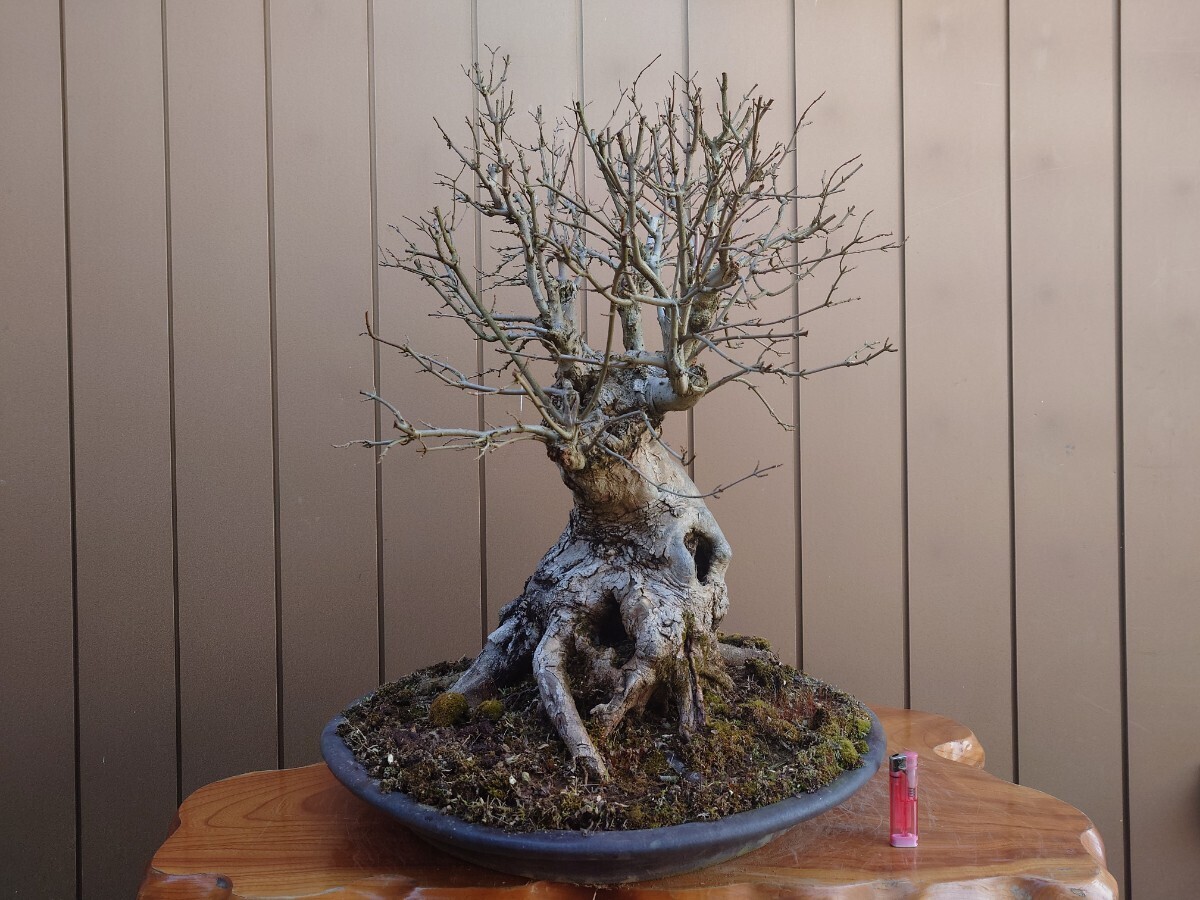 * pickup limitation * bonsai maple height of tree 62cm
