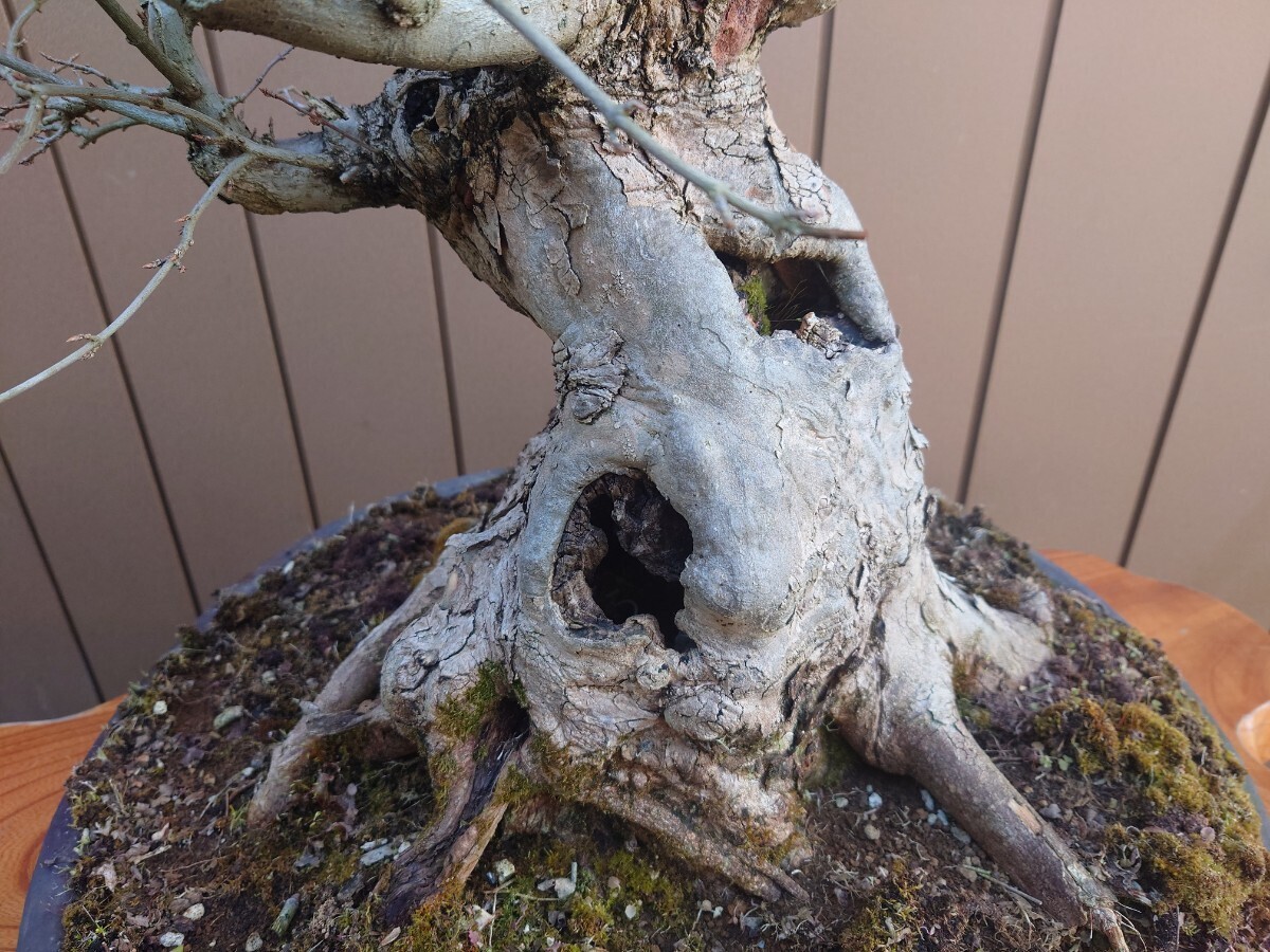 * pickup limitation * bonsai maple height of tree 62cm