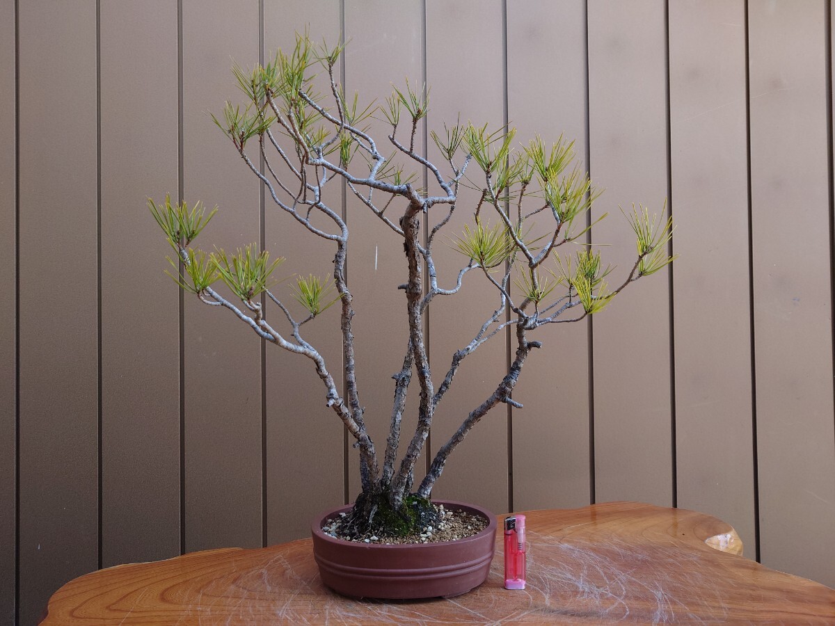 盆栽　赤松　樹高53cm_画像1