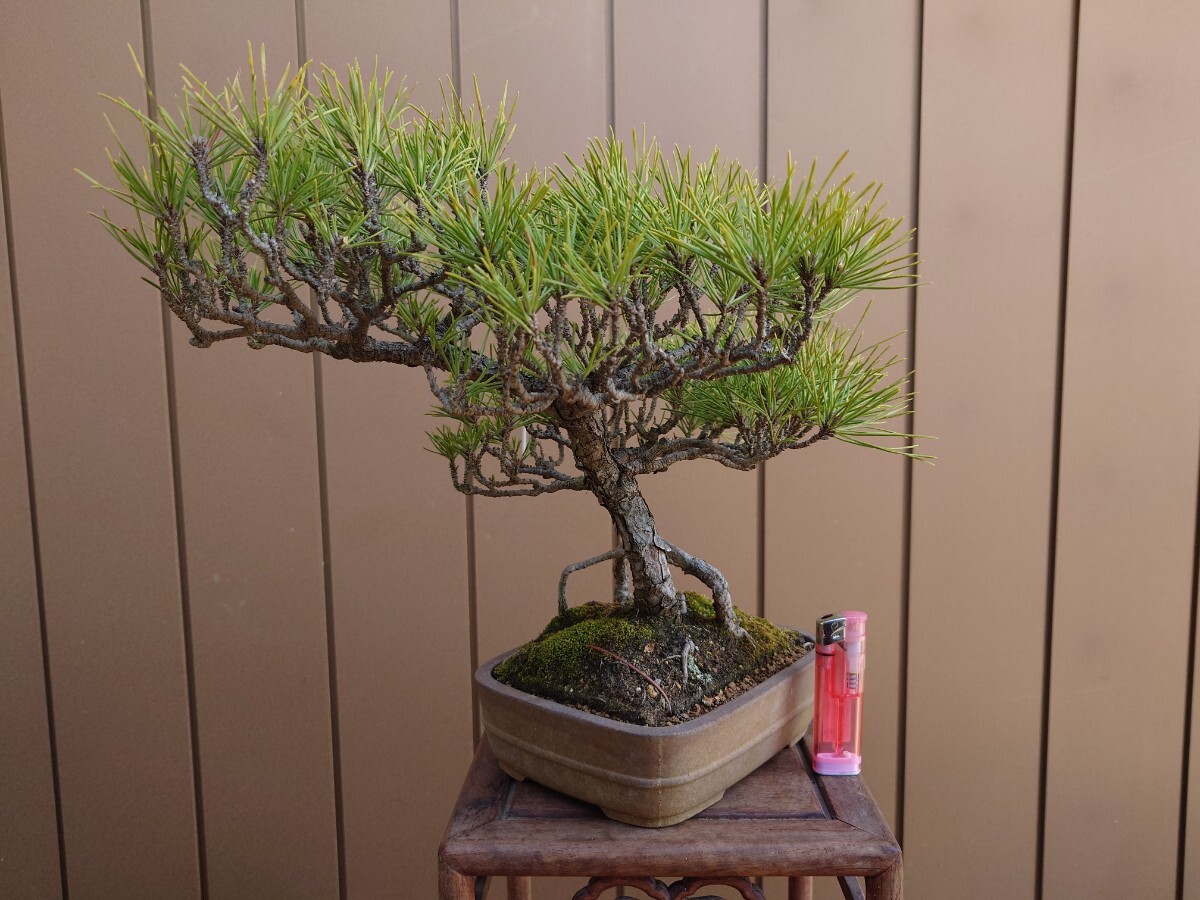  bonsai Japanese black pin height of tree 27cm