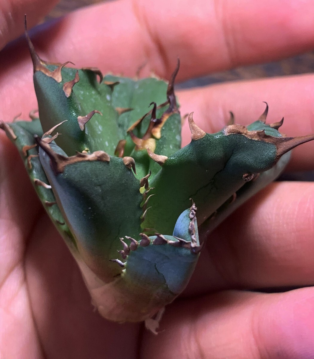 H61多肉植物 アガベ チタノタ Agave titanota 金蟾王_画像4