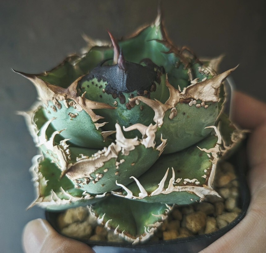 Yahoo!オークション - H231多肉植物 アガベ チタノタ Agave Yahoo!オークション - H231多肉植物 アガベ チタノタ Agave
