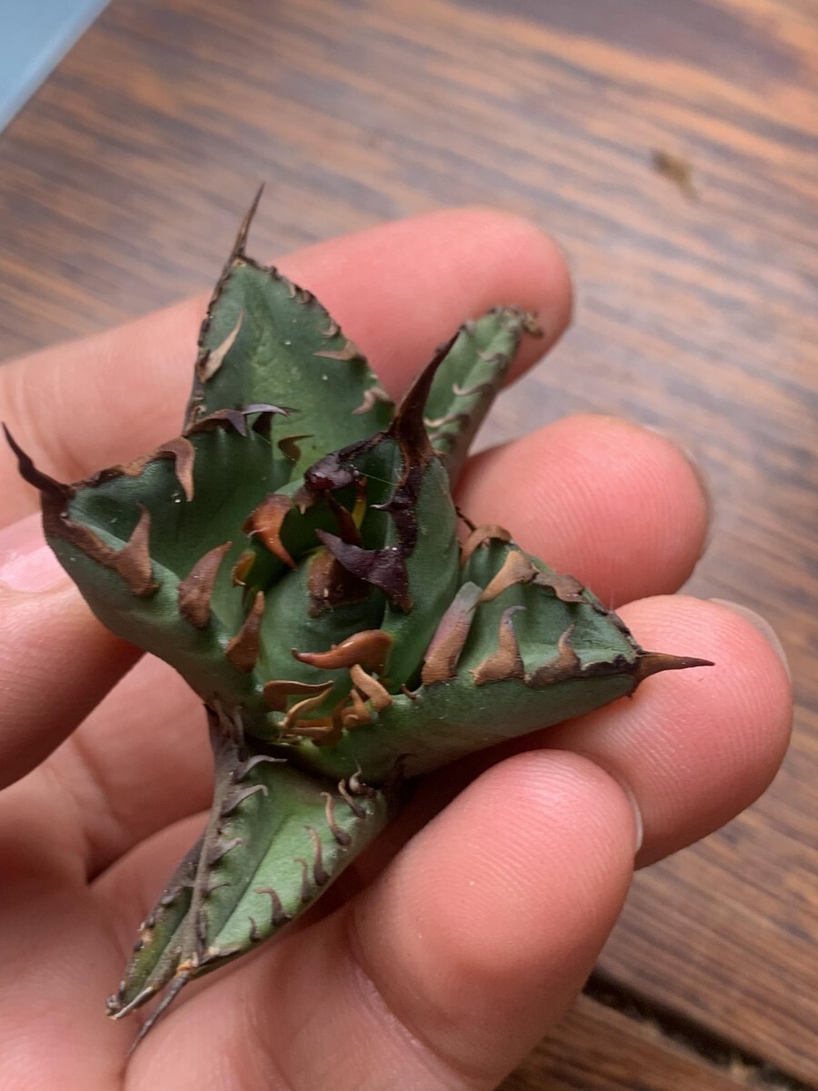 P936多肉植物 アガベ チタノタ Agave titanota 金蟾王の画像6