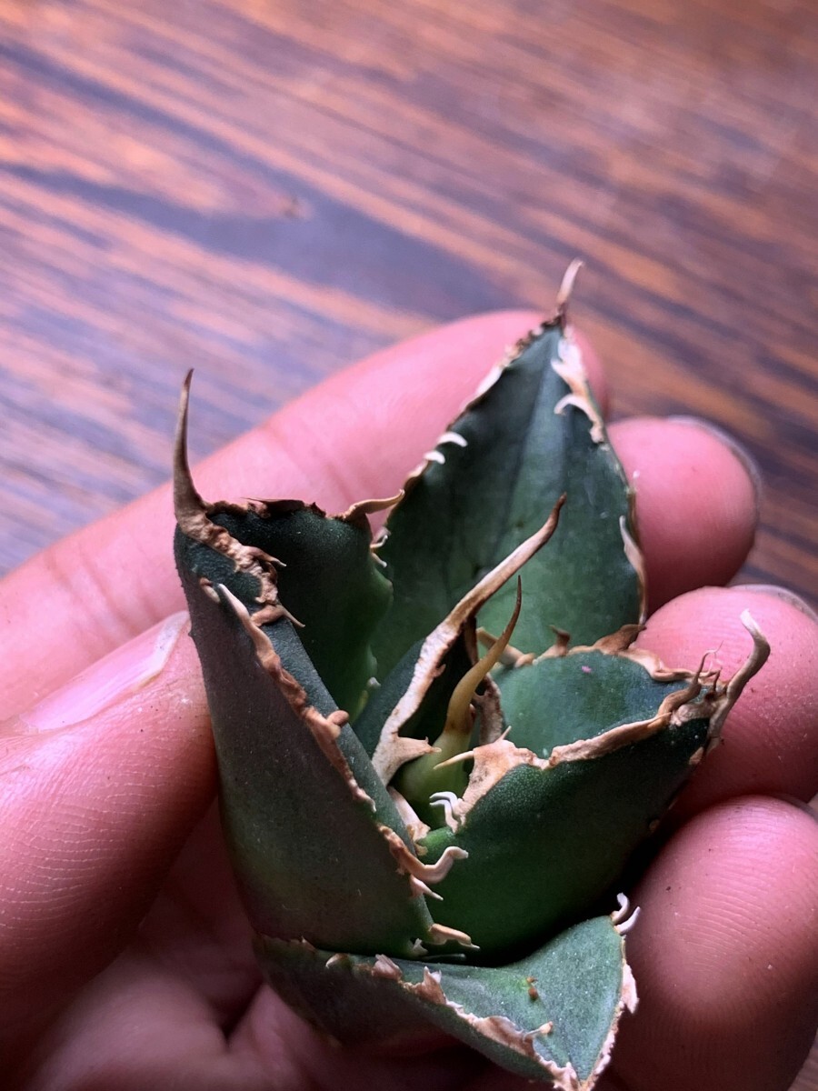 P607アガベ チタノタ Agave titanota （鳳凰）_画像5