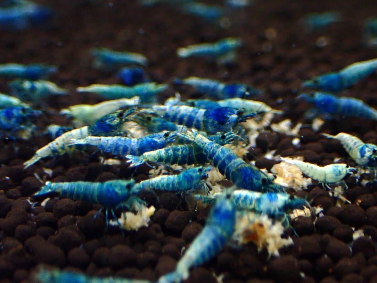  end of the month sale!![TQ10 pcs /A rank ]. individual *2 point only exhibition!!/ same day shipping correspondence possible!!/ including in a package possible!![ turquoise shadow shrimp ]KGambas