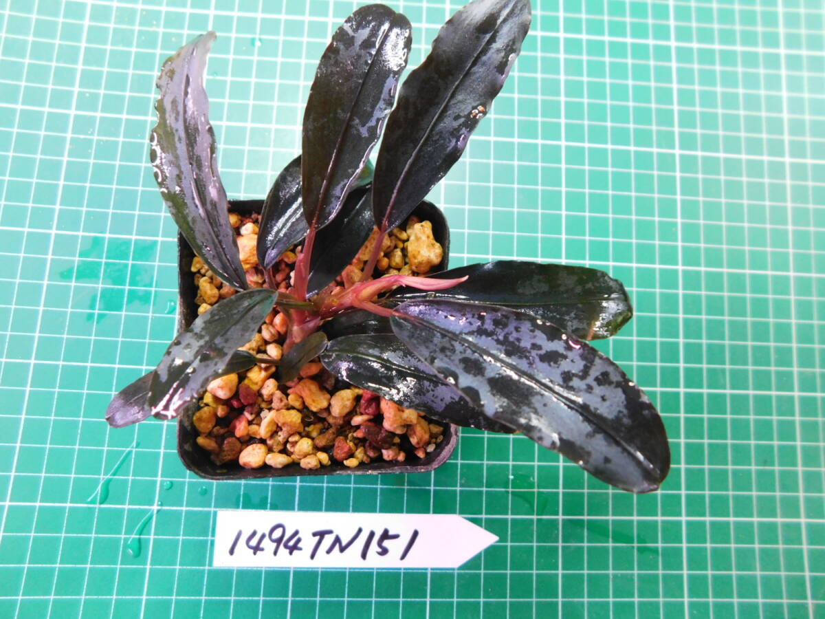 ◎1494TN151　（自家栽培）水草　　ブセファランドラ　Bucephalandra sp.　スハイド　カプアスフル②_画像3