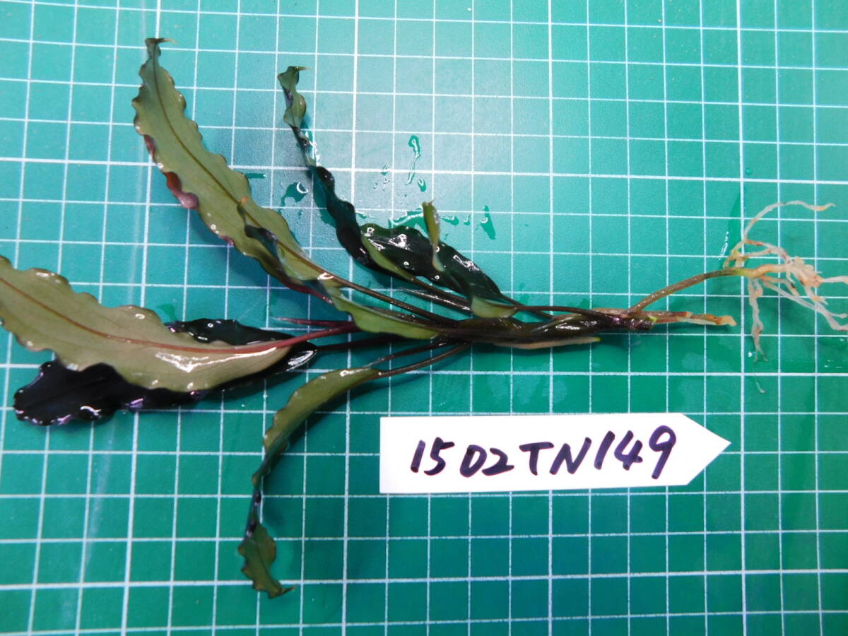 ◎1502TN149　（自家栽培）水草　　ブセファランドラ　Bucephalandra sp.　Red Gaia②_画像2