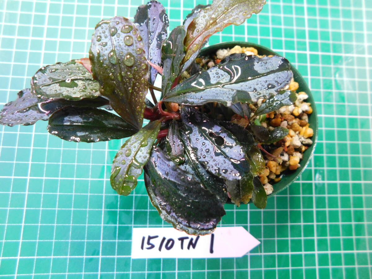 ◎1510TN1　（自家栽培）水草　　ブセファランドラ　Bucephalandra sp.　 インボイス名不明②_画像2