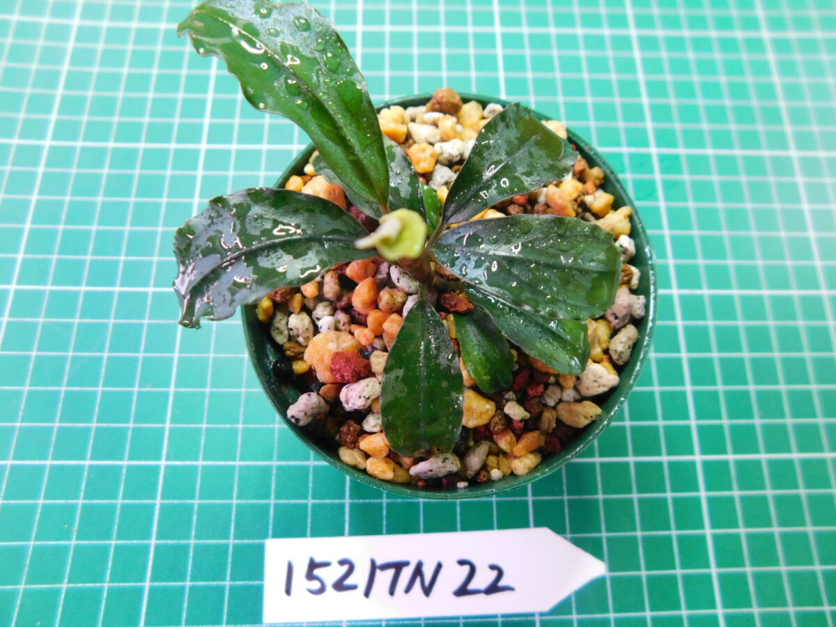 ◎1521TN22 （自家栽培）水草  ブセファランドラ Bucephalandra sp. Hadesの画像2