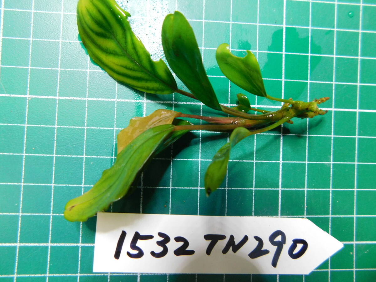 ◎1532TN290　（自家栽培）水草　　ブセファランドラ　Bucephalandra sp.　グリーンブロードリーフ②_画像2