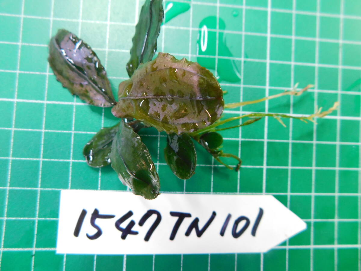 ◎1547TN101　（自家栽培）水草　　ブセファランドラ　Bucephalandra sp. ブラウニーゴールド2013 BK育成_画像2