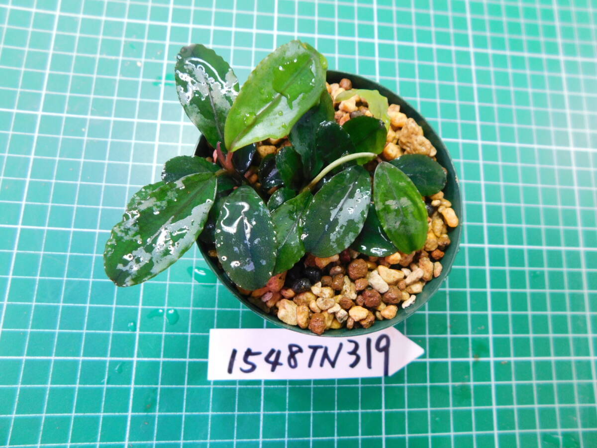 ◎1548TN319　（自家栽培）水草　　ブセファランドラ　Bucephalandra sp. Shine Bluecarpet Kn便①_画像3