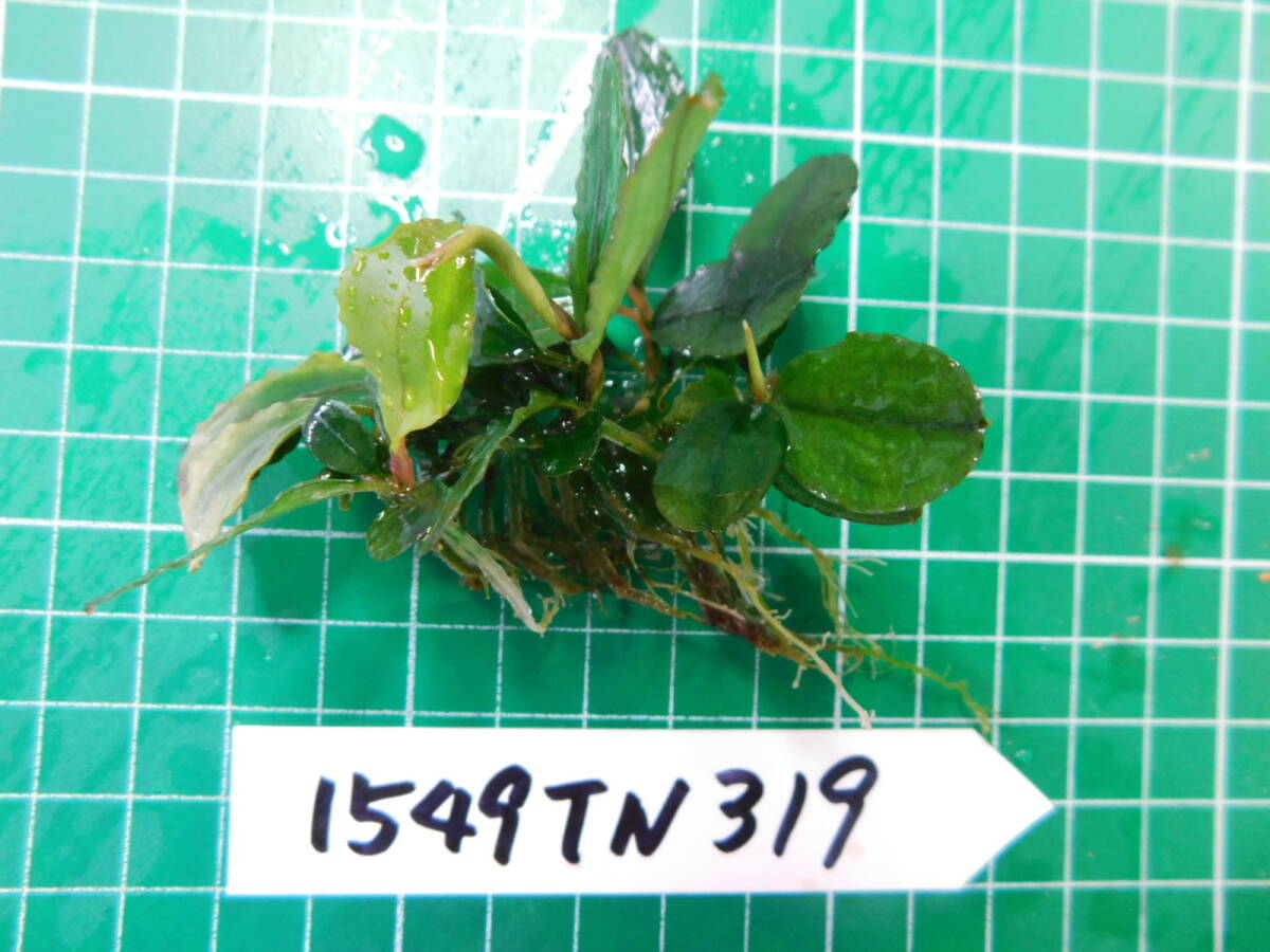 ◎1549TN319　（自家栽培）水草　　ブセファランドラ　Bucephalandra sp. Shine Bluecarpet Kn便②_画像2