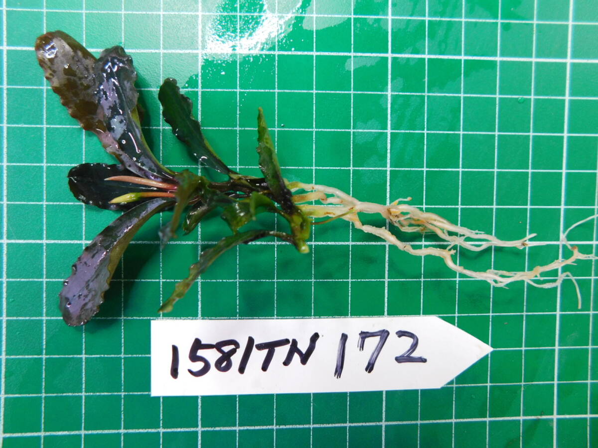 ◎1581TN172　（自家栽培）水草　　ブセファランドラ　Bucephalandra sp. Chocolata チョコラータ_画像2