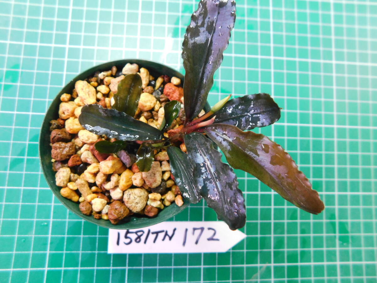 ◎1581TN172　（自家栽培）水草　　ブセファランドラ　Bucephalandra sp. Chocolata チョコラータ_画像3