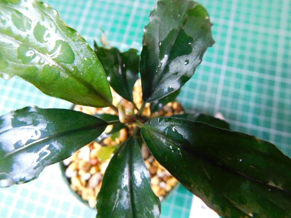 ◎1586TN22 （自家栽培）水草  ブセファランドラ Bucephalandra sp. Hadesの画像1