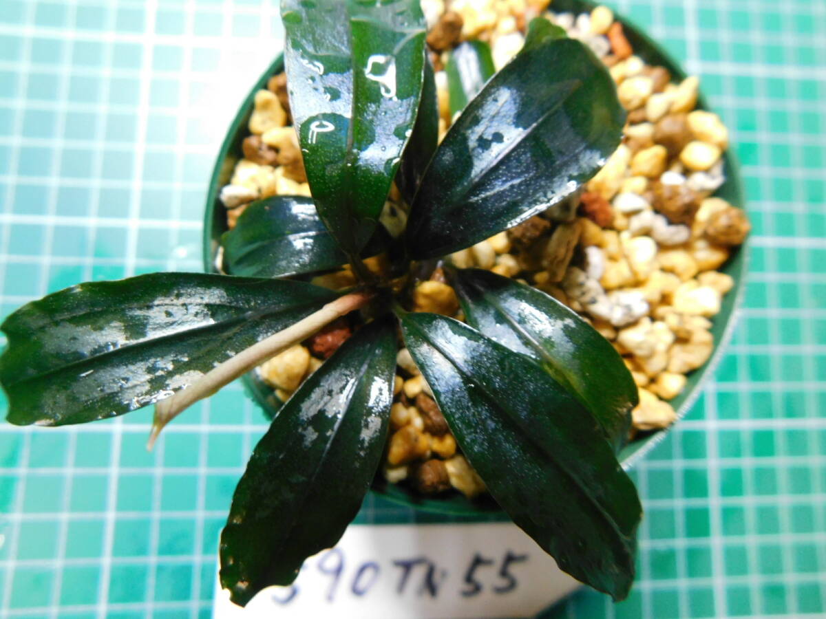 ◎1590TN55　（自家栽培）水草　　ブセファランドラ　Bucephalandra sp. Red Blade_画像3