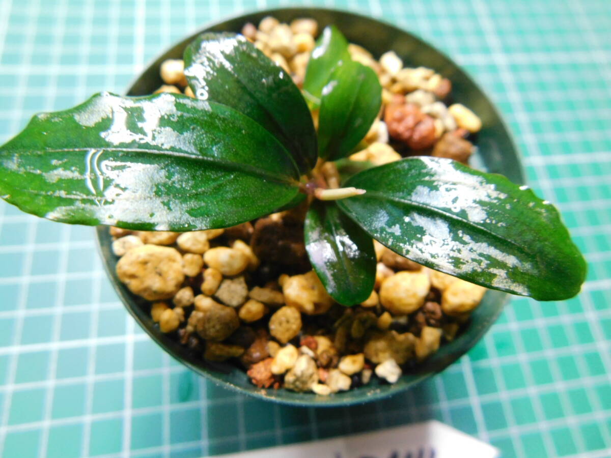 ◎1601TN244 （自家栽培）水草  ブセファランドラ Bucephalandra sp. Hades Blueの画像1