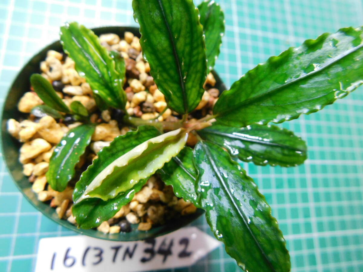 ◎1613TN342（自家栽培）水草　　ブセファランドラ　Bucephalandra sp. Brownie Phantom Kn便②_画像1