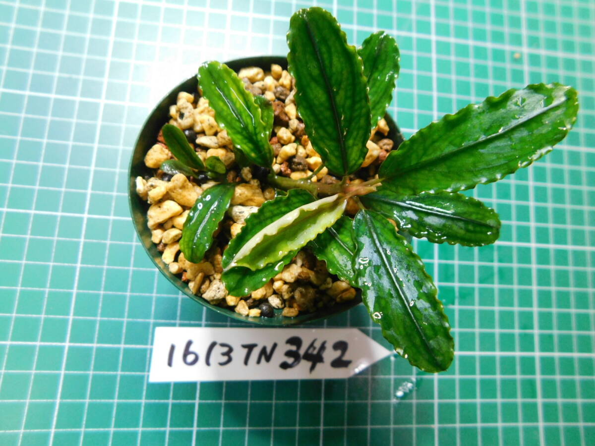 ◎1613TN342（自家栽培）水草　　ブセファランドラ　Bucephalandra sp. Brownie Phantom Kn便②_画像3