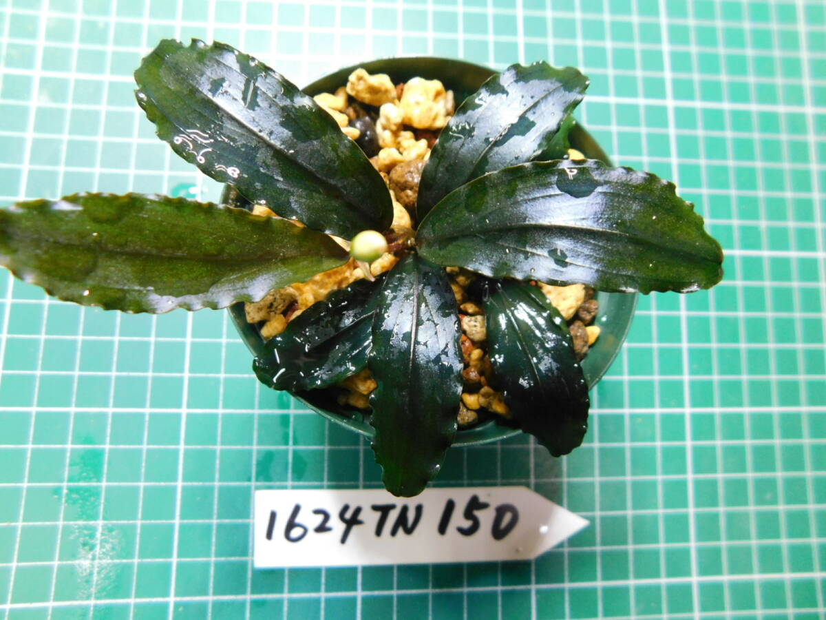 ◎1624TN150 （自家栽培）水草　　ブセファランドラ　Bucephalandra sp. Copper Leaf Sokan KN便①_画像3