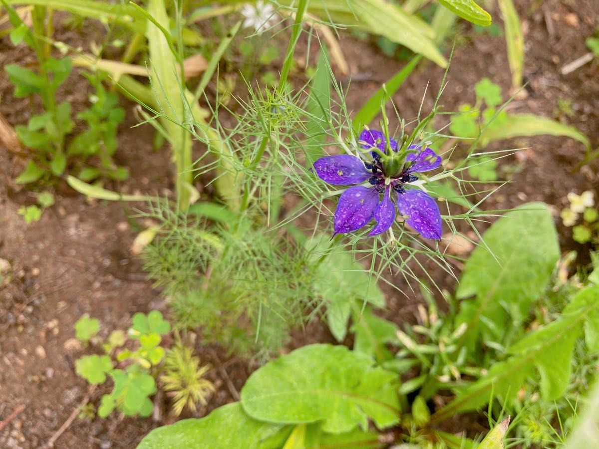 矢車草 ニゲラ 花の種 ミックス