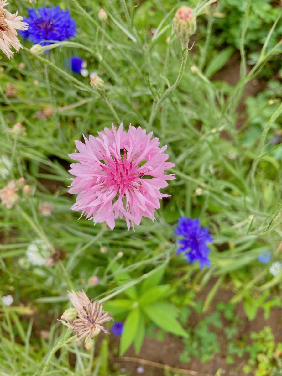 矢車草 ニゲラ 花の種 ミックス