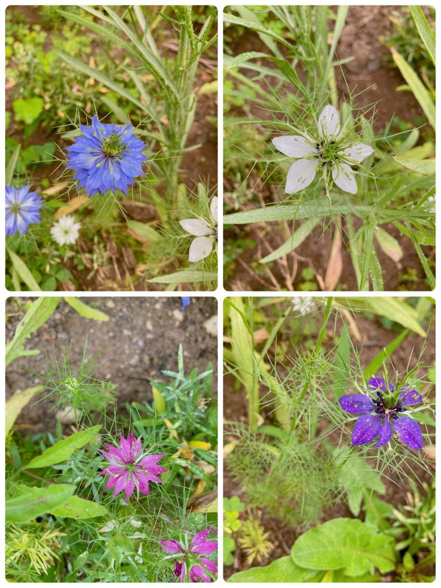 花の種 矢車草 ニゲラ ミックス