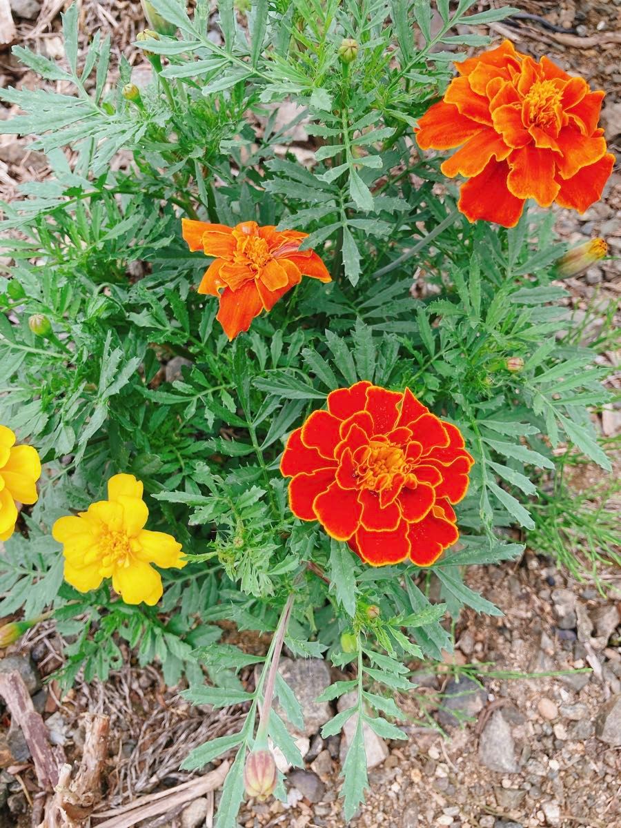 花の種 マリーゴールド カワラナデシコ 