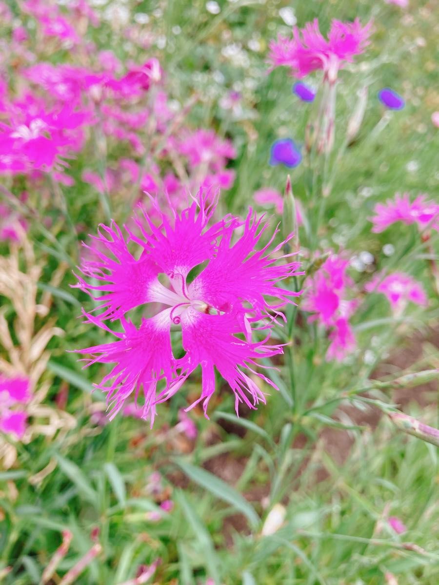 花の種 マリーゴールド カワラナデシコ 