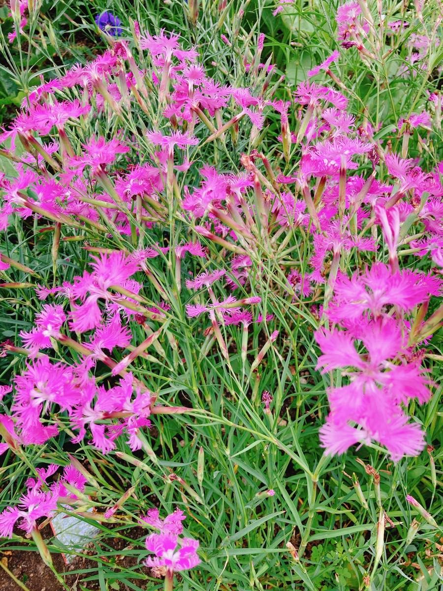 マリーゴールド ナデシコ 花の種