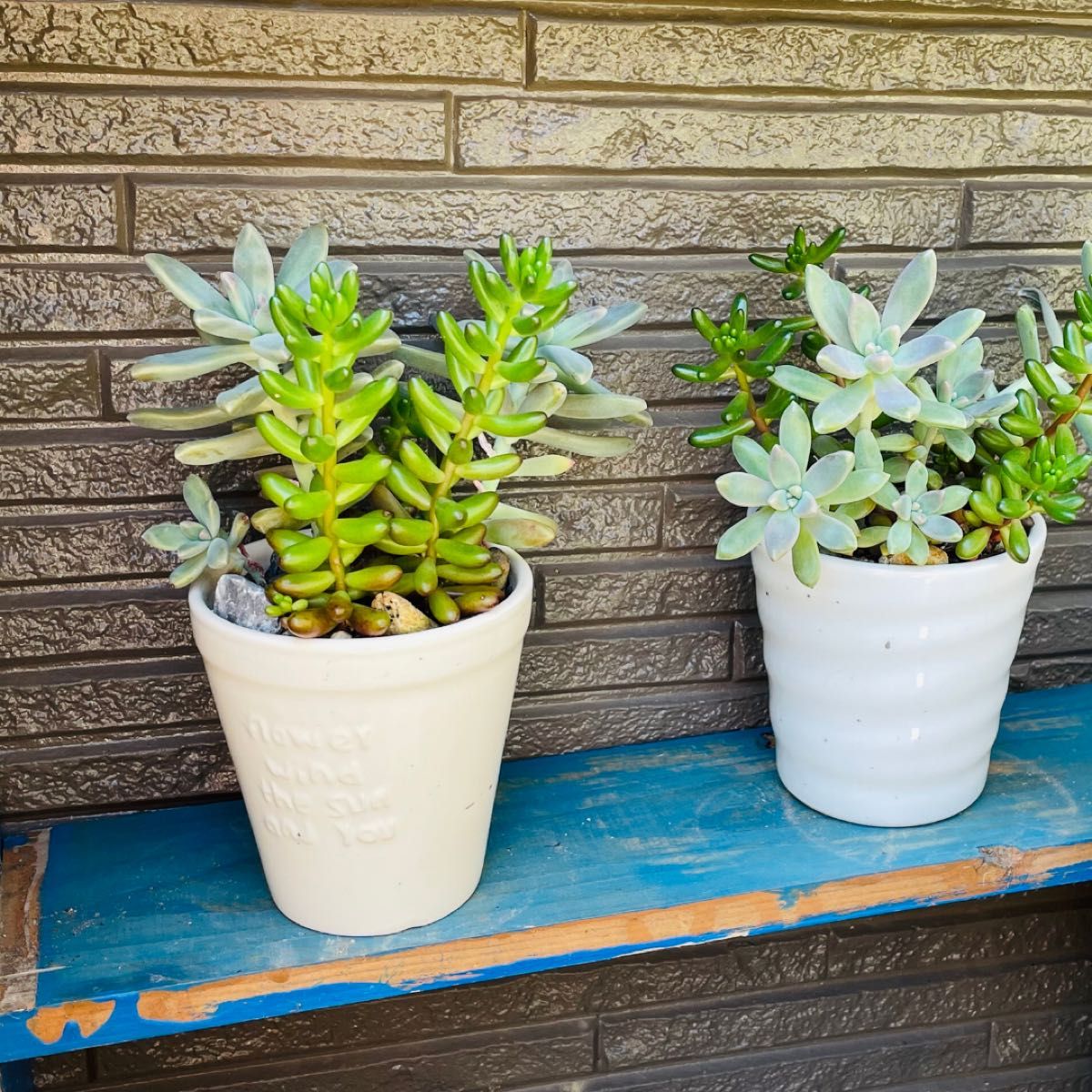 多肉植物　寄せ植えに使えますオーロラ&シュウレイ　抜き苗を各種3本(器は無し、ネコポス発送予定)